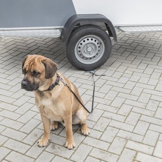 Dogsitter / Bodenanker / Leinenanker für Hunde